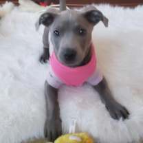 Thumbnail photo of Dory #1