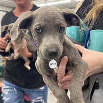 Thumbnail photo of Dory #4