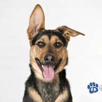 Thumbnail photo of Tuza #1