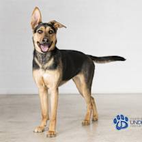 Thumbnail photo of Tuza #4