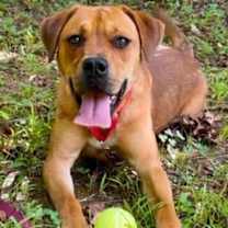 Thumbnail photo of Stella #3