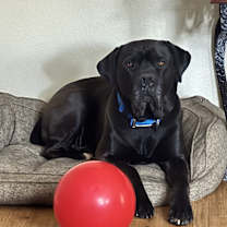 Thumbnail photo of Frank #2