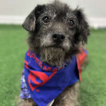 Thumbnail photo of Booboo #1