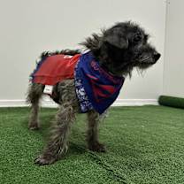 Thumbnail photo of Booboo #2