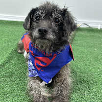 Thumbnail photo of Booboo #3