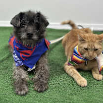 Thumbnail photo of Booboo #4