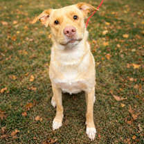 Thumbnail photo of Mango #1