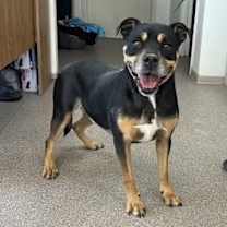 Thumbnail photo of Chunky #2