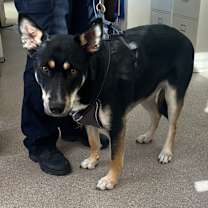 Thumbnail photo of Samara #2