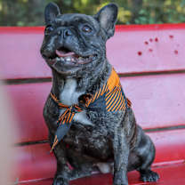 Thumbnail photo of GIDGET #2