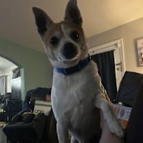 Thumbnail photo of Bruiser #2