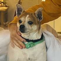 Thumbnail photo of Bruiser #3