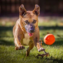 Thumbnail photo of Ralo #3