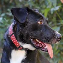 Thumbnail photo of MOLLY #2