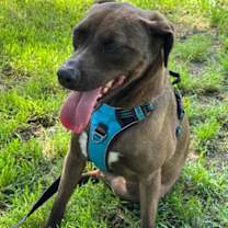 Thumbnail photo of Star #1