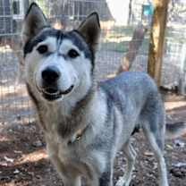 Thumbnail photo of Amira #2