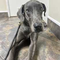 Thumbnail photo of Daisy #2