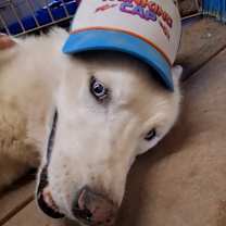 Thumbnail photo of Tundra #1