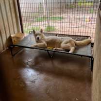 Thumbnail photo of Tundra #3