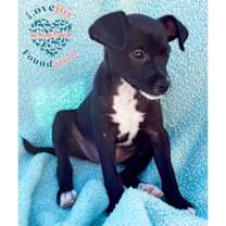 Thumbnail photo of Sage Litter-Bliss COH #2