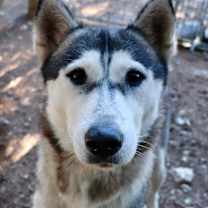 Thumbnail photo of Amira #1