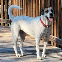 Thumbnail photo of Ginger Snap #4