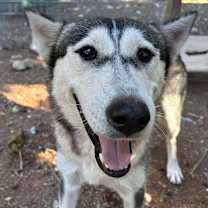 Thumbnail photo of Amira #4