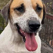 Thumbnail photo of Ginger Snap #1