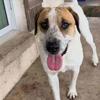 Thumbnail photo of Ginger Snap #3