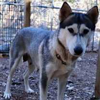 Thumbnail photo of Amira #3