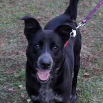 Thumbnail photo of Coco (Rose) #1