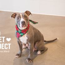 Thumbnail photo of Sorrel #1