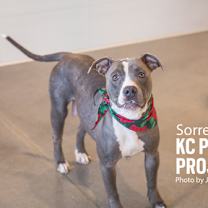 Thumbnail photo of Sorrel #2