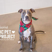 Thumbnail photo of Sorrel #3