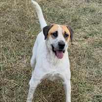 Thumbnail photo of Ginger Snap #2