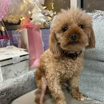 Thumbnail photo of Rebel #1