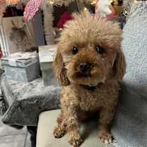 Thumbnail photo of Rebel #2