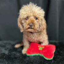 Thumbnail photo of Rebel #3