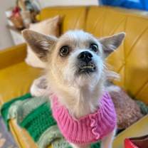 Thumbnail photo of Miss Fancy Girl #1