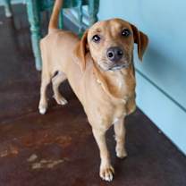 Thumbnail photo of Casanova #1