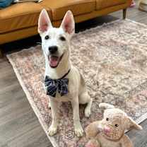 Thumbnail photo of Wiley Wonderful Snuggle boy #3