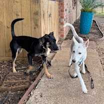 Thumbnail photo of Wiley Wonderful Snuggle boy #4