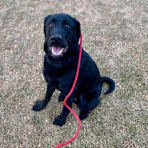 Thumbnail photo of Cato #1