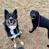 Thumbnail photo of Cato #2