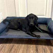 Thumbnail photo of Cato #3