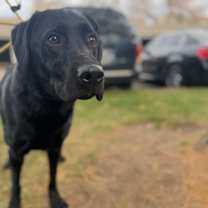 Thumbnail photo of Cato #4