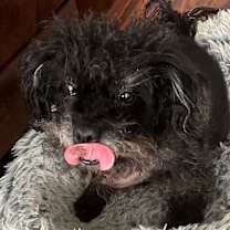 Thumbnail photo of Scrappy #3