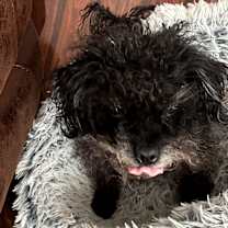 Thumbnail photo of Scrappy #4