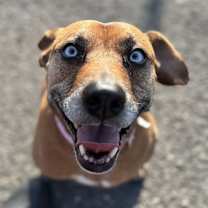 Thumbnail photo of Cinnamon #1