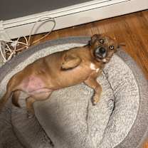 Thumbnail photo of Cinnamon #2